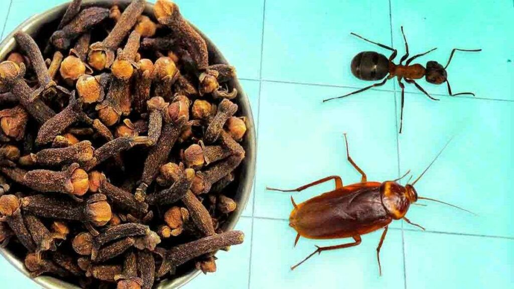 Les clous de girofle sont efficaces contre tous les insectes ! Voici comment les utiliser pour les chasser de la maison