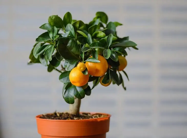 Voici comment obtenir des mandarines à l’infini à partir d’un seul fruit
