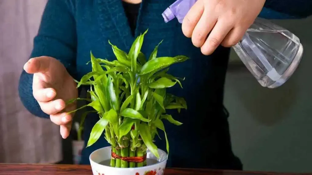 Quelles plantes avoir chez soi selon le Feng Shui ?