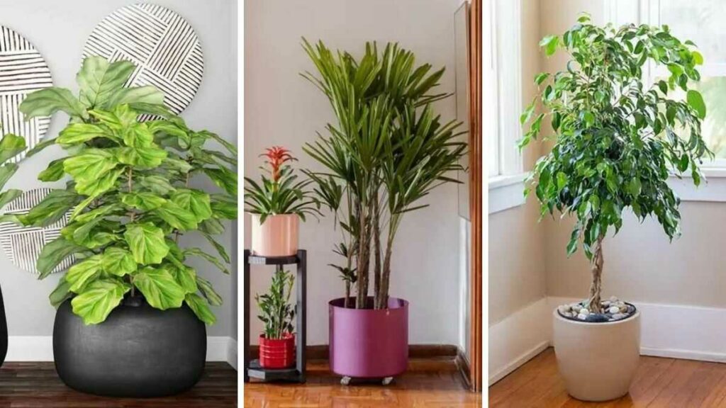 9 plantes de grandes tailles que vous pouvez cultiver facilement à la maison