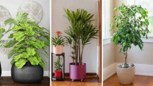 9 plantes de grandes tailles que vous pouvez cultiver facilement à la maison
