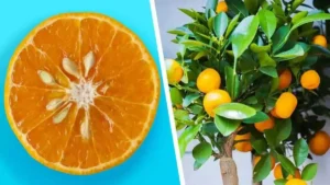 Voici comment obtenir des mandarines à l’infini à partir d’un seul fruit