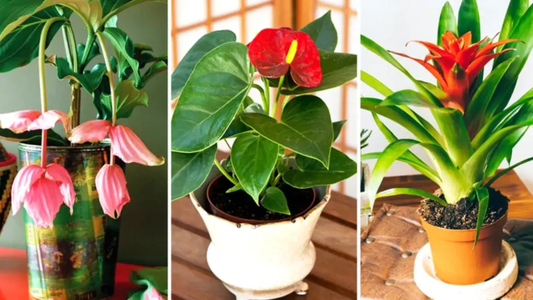 9 plantes d’intérieur qui fleurissent facilement à la maison