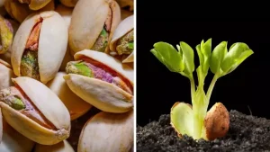 Apprenez à faire germer et cultiver des pistaches en pot en toute simplicité