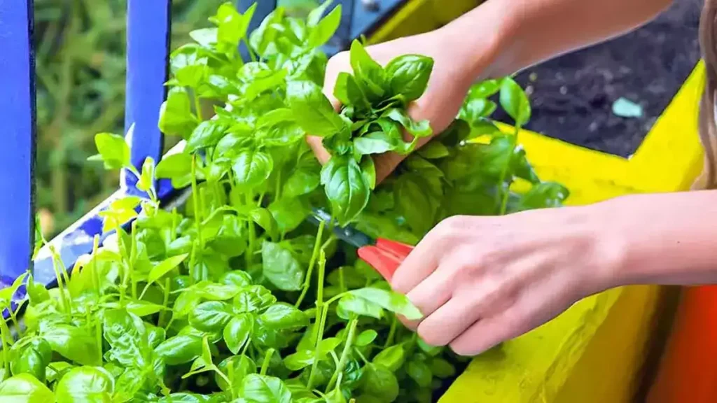 Comment avoir du basilic luxuriant à la maison ?