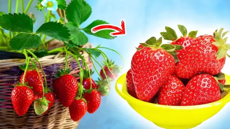 Comment faire pousser des fraises toute l’année à la maison ?