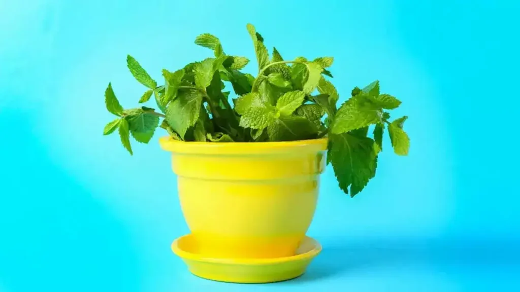 Comment planter de la menthe dans une tasse pour décorer et parfumer toute la maison ?