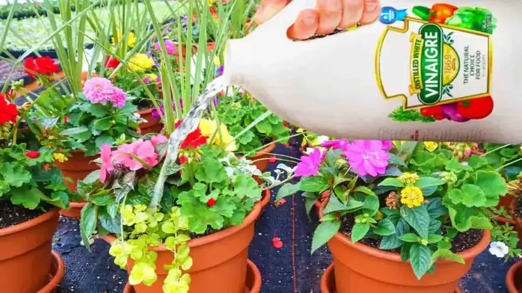 Comment utiliser le vinaigre blanc dans le jardin ?