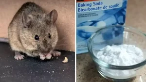 La bonne astuce au bicarbonate de soude pour empêcher les souris et les rats d’entrer dans votre maison