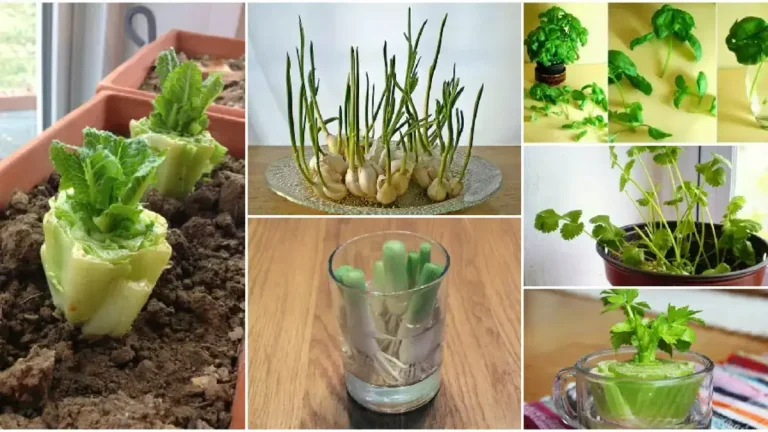 Les 5 légumes les plus faciles à faire pousser dans un pot chez vous