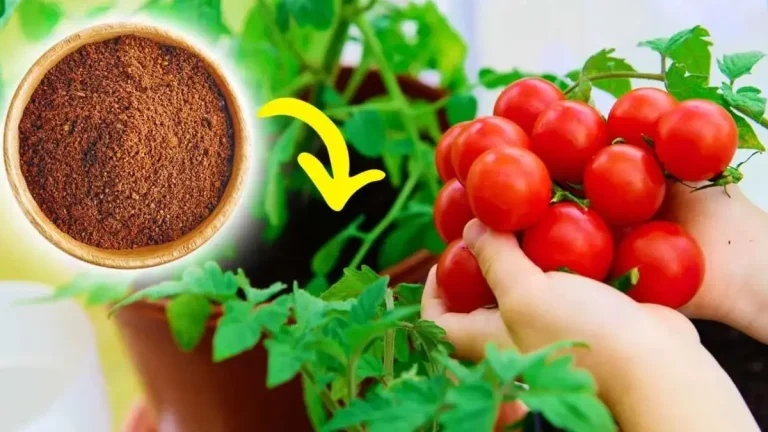 Voici comment favoriser la croissance des plants de tomates naturellement