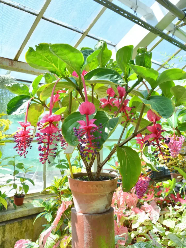 9 plantes d’intérieur qui fleurissent facilement à la maison 
