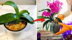 Pourquoi mes petites plantes ne fleurissent pas ? 5 raisons à savoir