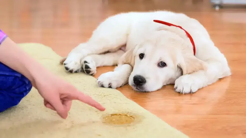 Voici comment éliminer l’odeur de l’urine de votre chien à la maison