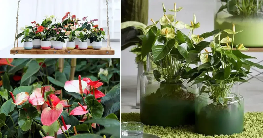 9 plantes d’intérieur qui fleurissent facilement à la maison 
