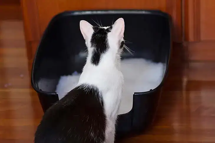 Votre chat urine-t-il partout ? Les causes et les solutions à ce problème
