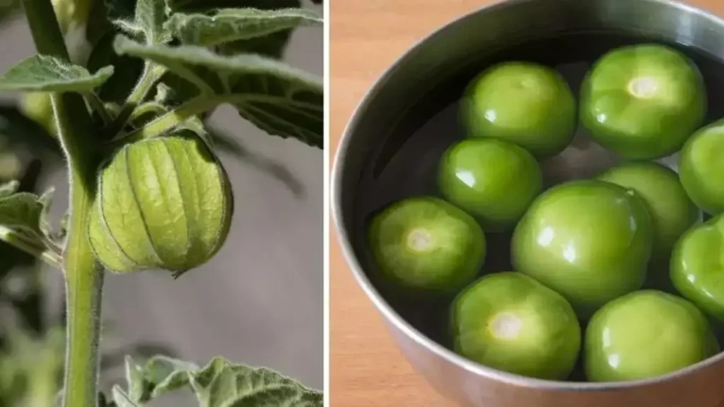 Comment faire pousser des tomates vertes à la maison ?