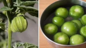 Comment faire pousser des tomates vertes à la maison ?