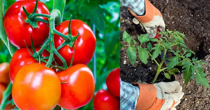Voici comment favoriser la croissance des plants de tomates naturellement 