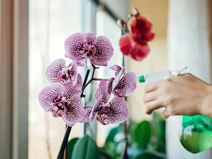 Orchidée : comment avoir une belle floraison et conserver la plante en bonne santé ?