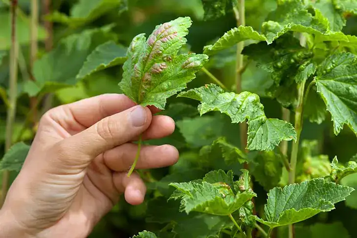 Voici comment protéger vos plantes cultivées en mai des pucerons et des parasites