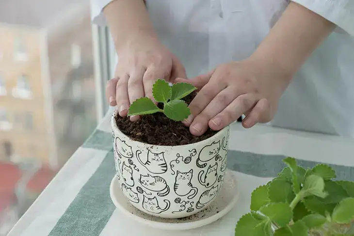Comment planter de la menthe dans une tasse pour décorer et parfumer toute la maison ?