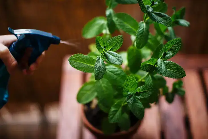 Comment planter de la menthe dans une tasse pour décorer et parfumer toute la maison ?
