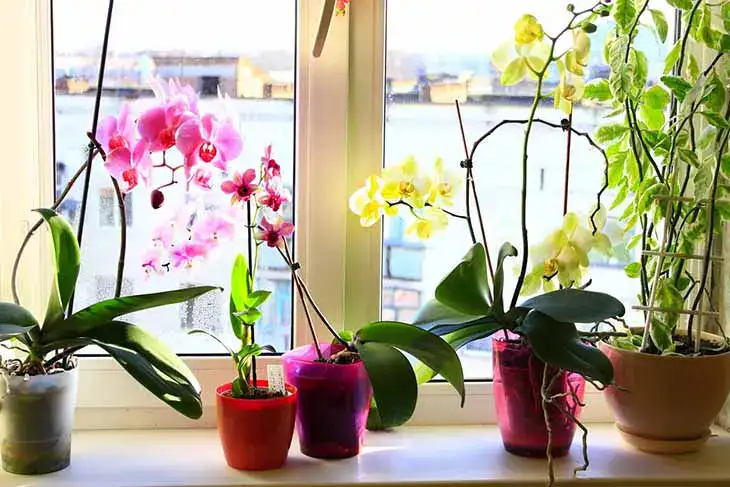 Orchidée : comment avoir une belle floraison et conserver la plante en bonne santé ?