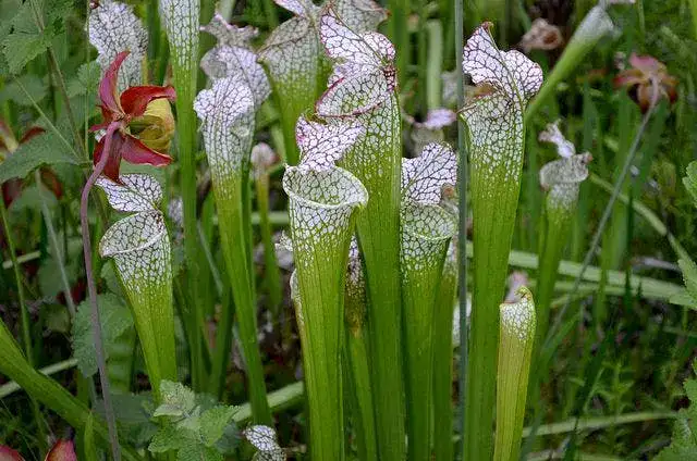 12 plantes qui font fuir les insectes