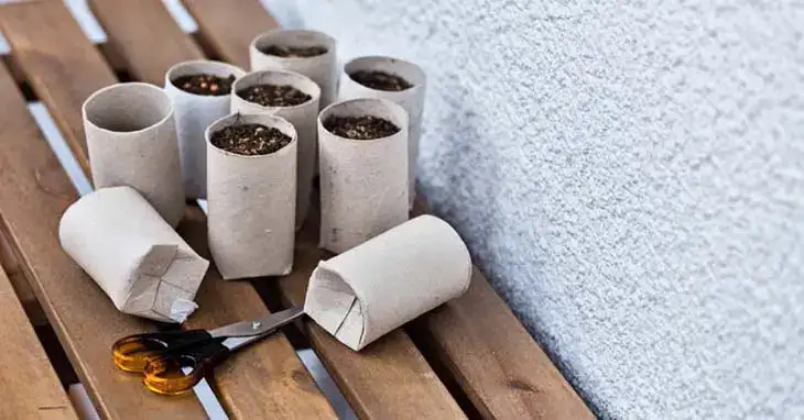 Comment utiliser les rouleaux de papier toilette pour les semis ? 