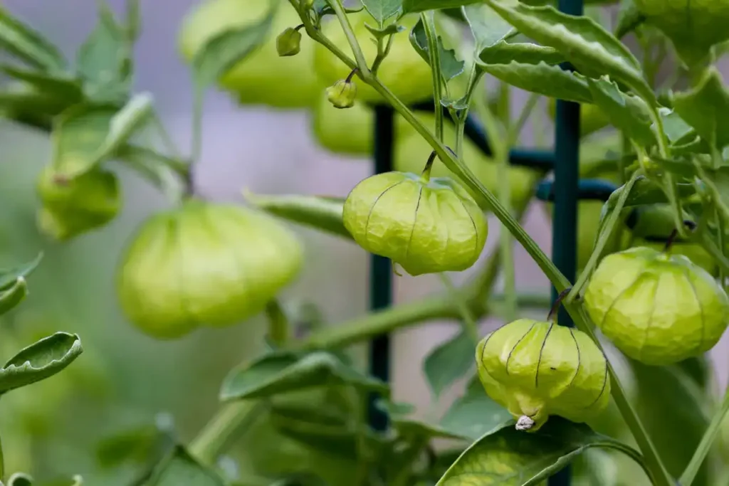 Comment faire pousser des tomates vertes à la maison ?
