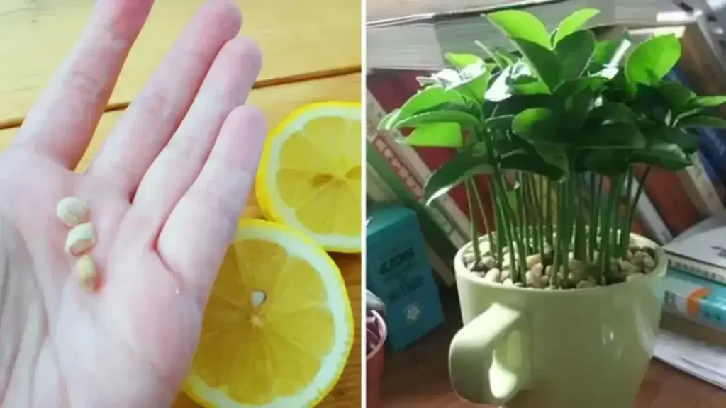 Apprenez à planter du citron dans une tasse et votre maison sentira toujours bon