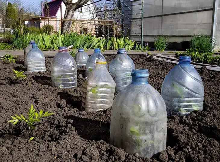 Pourquoi est-il important de planter des bouteilles en plastique dans le jardin en octobre ?