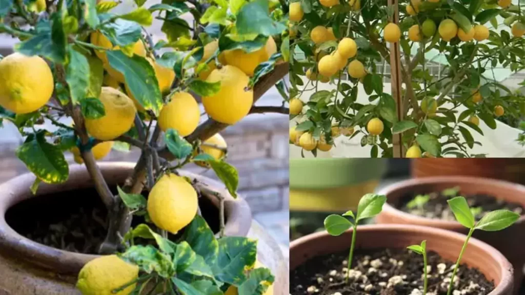 Economisez votre argent Voici comment faire pousser une quantité infini de citrons à la maison