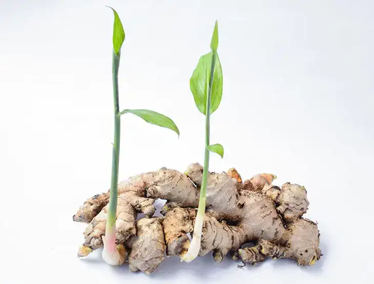 Comment faire pousser du gingembre en pot pour l’avoir disponible gratuitement toute l’année ?