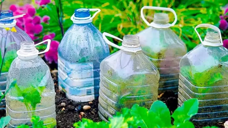 Pourquoi est-il important de planter des bouteilles en plastique dans le jardin en octobre ?