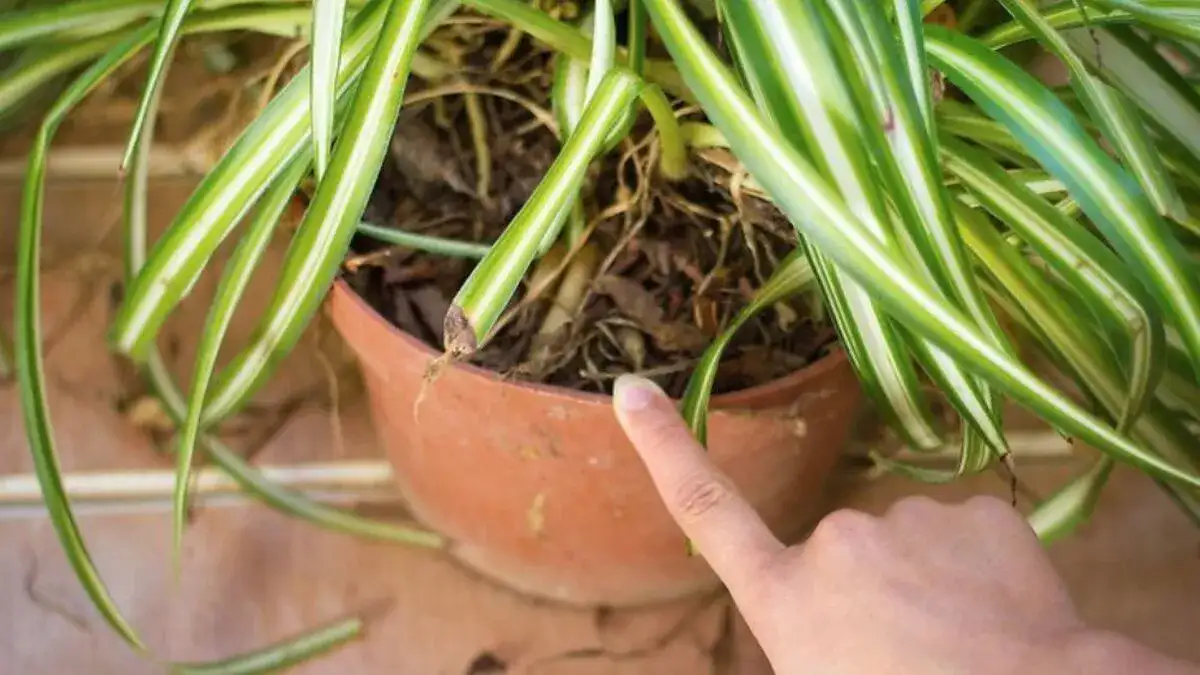 Si vous avez l’une de ces plantes dans votre maison, prenez-en soin, car vous avez un trésor et vous ne le savez pas