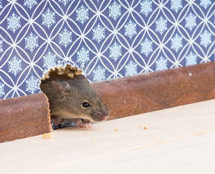Comment éloigner les rats de la maison une fois pour toute ? 3 astuces qui fonctionnent