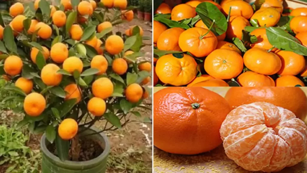 N’achetez plus jamais de mandarines : apprenez à les planter pour en avoir en illimité à la maison