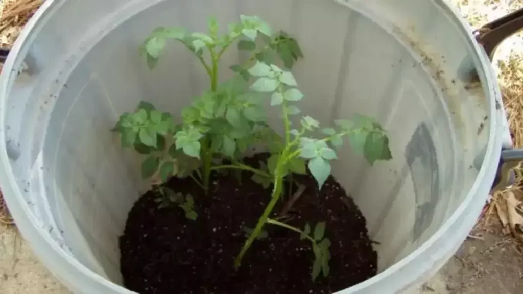 4 Étapes Simples Pour Faire Pousser 45 kg de Pommes de Terre dans un Tonneau !