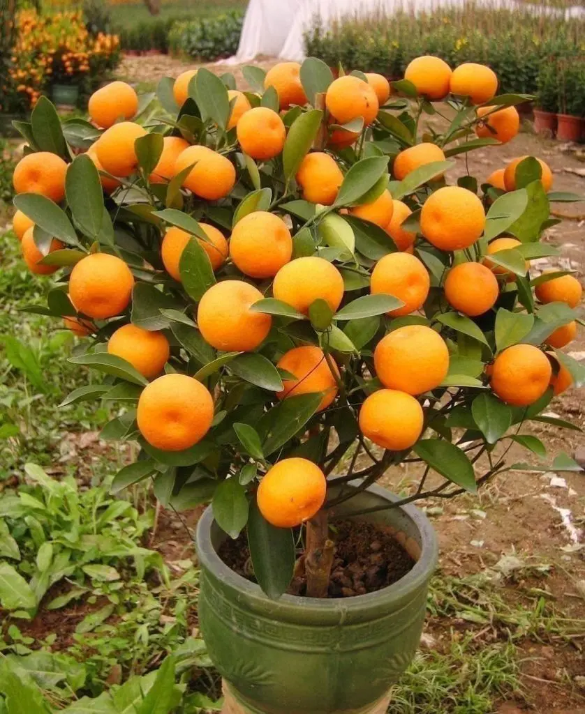 N’achetez plus jamais de mandarines : apprenez à les planter pour en avoir en illimité à la maison