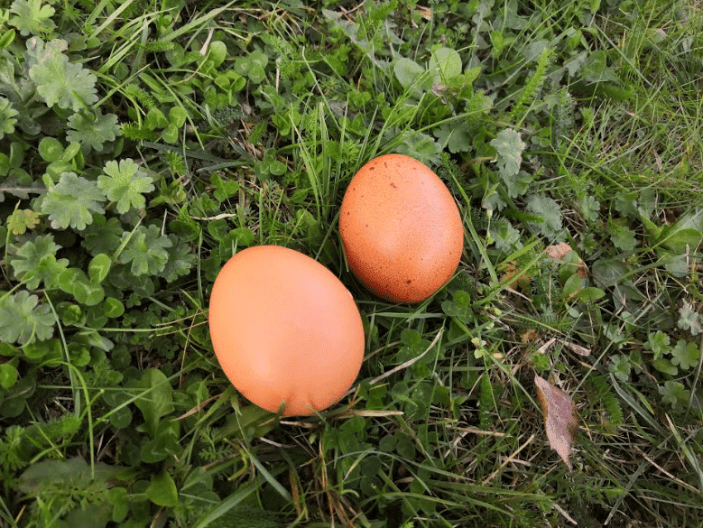 11 utilisations ingénieuses des coquilles d’œufs pour la maison et le jardin