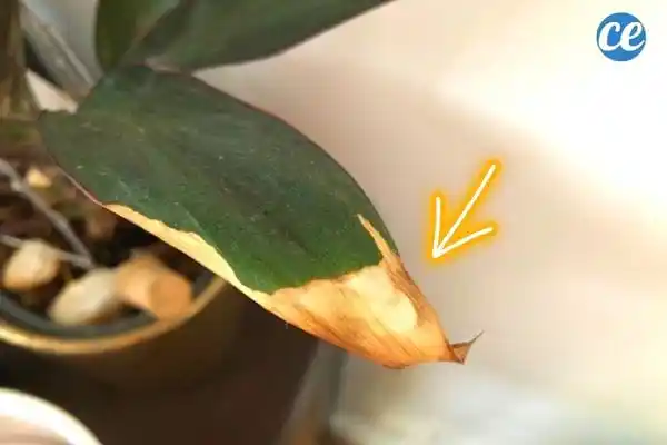 Pourquoi le bout des feuilles de mes plantes devient marron ? et comment y remédier.