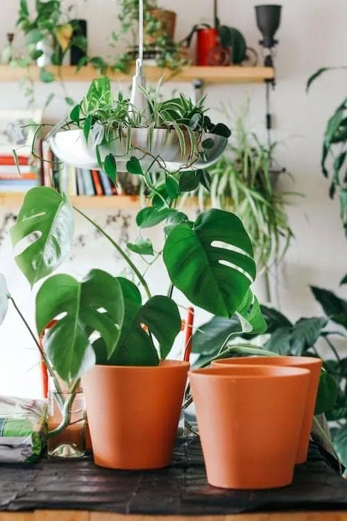 15 Astuces faciles pour arroser ses plantes quand on est absent