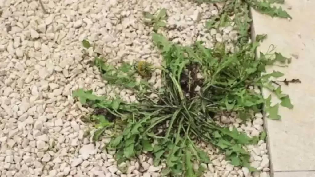 Comment Éliminer Les Mauvaises Herbes Qui Poussent Dans Le Gravier