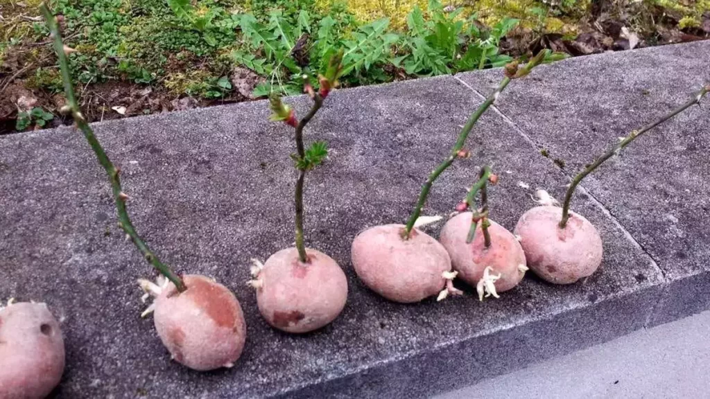 Faites Pousser de Beaux Rosiers En Plantant Les Boutures Dans Des PATATES