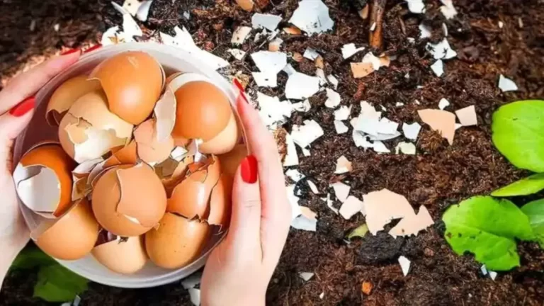 Ne jetez plus les coquilles d’œufs, voici 6 façons de les utiliser qui facilitent la vie