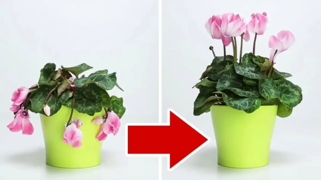 Plantes Qui S’affaiblissent ? Voici l’Astuce Pour Leur Redonner des Forces