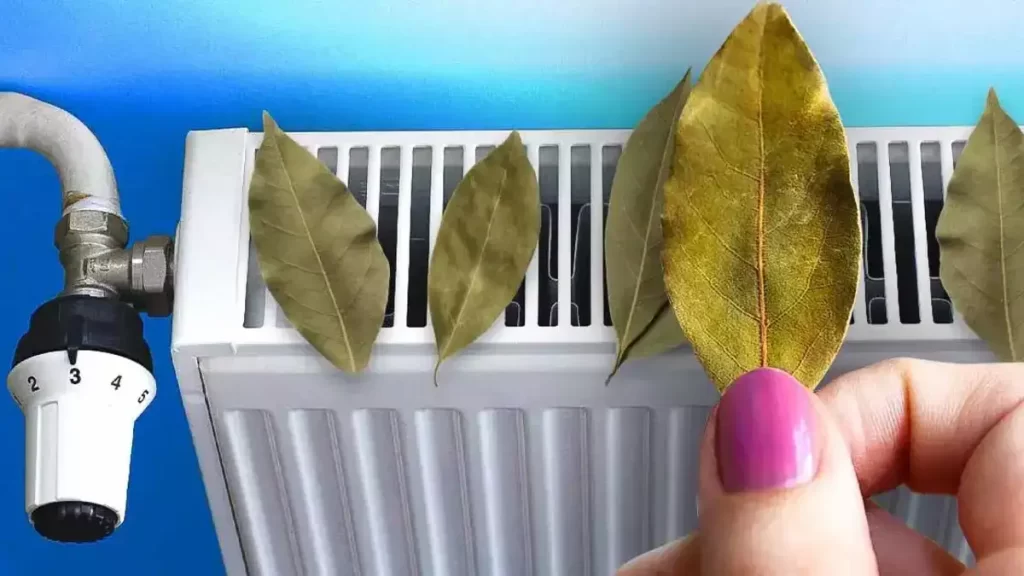 Pourquoi faut-il toujours mettre des feuilles de laurier sur votre radiateur ? L’astuce pour faire de belles économies cet hiver