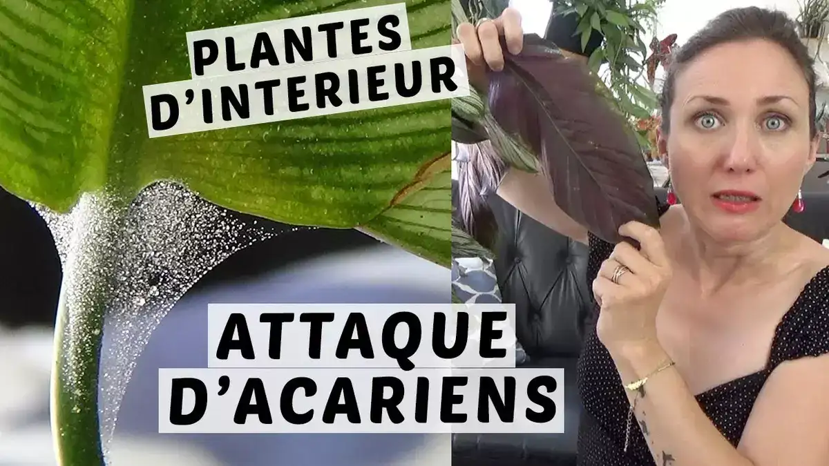 Acariens des Plantes : 7 Astuces Pour S'en Débarrasser Au Naturel.